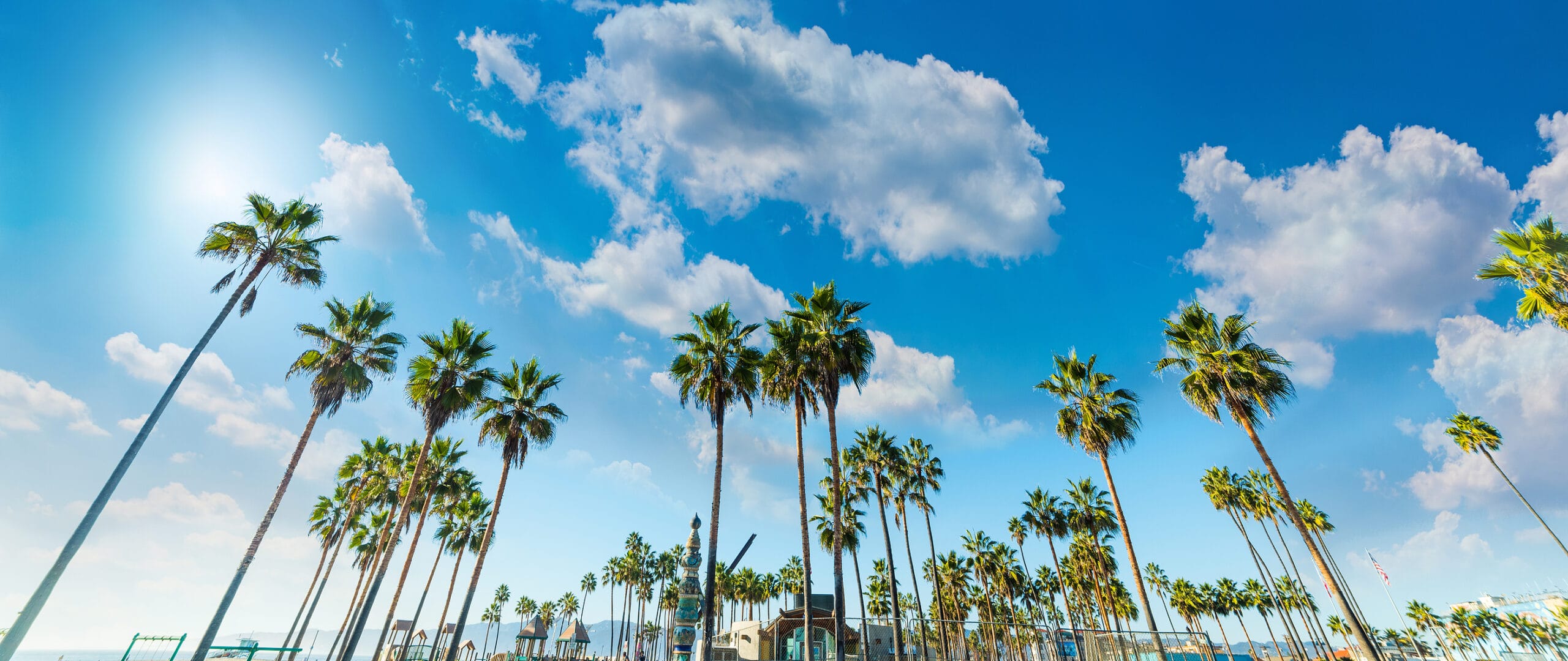 A photography session capturing palm trees on a Santa Barbara beach with a blue sky backdrop.