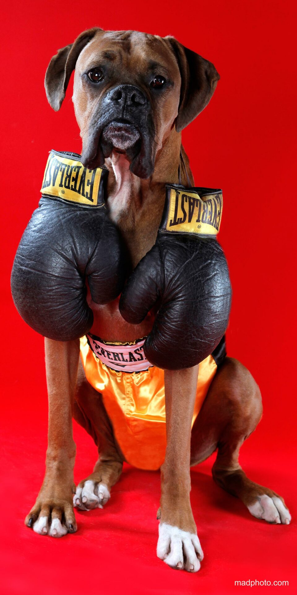 Boxer dog wearing boxing gloves.